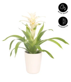 Guzmanie - Guzmania 'Deseo White', In Keramik -Günstig Gartenbedarf 8628026 WE FS 002 GuzmaniaDeseoWeissInKeramikT13