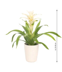 Guzmanie - Guzmania 'Deseo White', In Keramik -Günstig Gartenbedarf 8628026 WE FS 003 GuzmaniaDeseoInKeramik