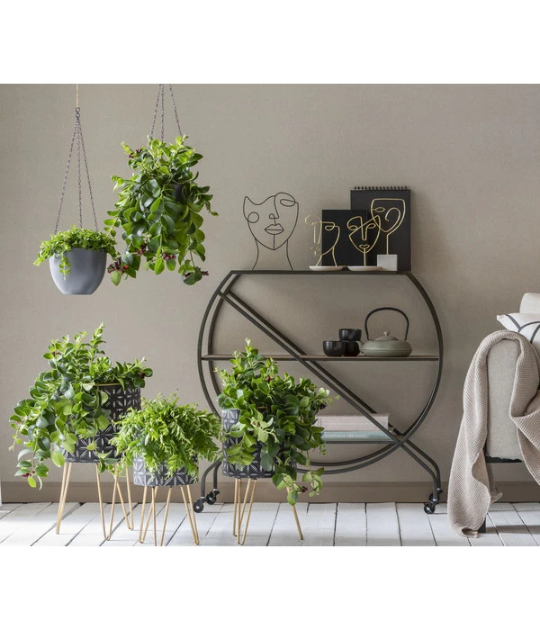 Schamblume - Aeschynanthus Japhrolepis 5 Schamblume - Aeschynanthus Japhrolepis - Image 3