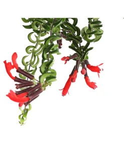 Schamblume - Aeschynanthus Cultivars 'Twister', Ampel -Günstig Gartenbedarf 8650293 WE DE 001 SinnblumeAeschynanthusTwisterDehnerExpressHerzig