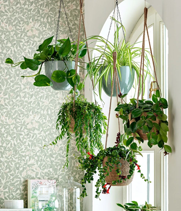 Schamblume - Aeschynanthus Japhrolepis 4 Schamblume - Aeschynanthus Japhrolepis - Image 2