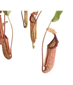 Kannenpflanze - Nepenthes Alata, Ampel Groß -Günstig Gartenbedarf 8654162 WE DE 001 NepenthesAmpelGrossDehnerExpressHerzig