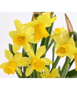 Narzissen 'Tête à Tête' In Seil-Korb, Ca. Ø26/H20 Cm -Günstig Gartenbedarf 8663122 WE DE 008 Narzisse