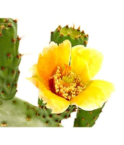Feigenkaktus - Opuntia Indica -Günstig Gartenbedarf 8678542 PR DE 001 OpuntisIndigaKaktusDehnerExpressHerzig