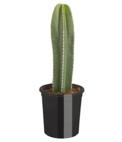 Perlbandkaktus - Marginatocereus Marginatus