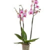 Schmetterlingsorchidee - Phalaenopsis Cultivars -Günstig Gartenbedarf 8687071 PR FS 001 Phalaenopsis3TrieberRosaSchmetterlingsorchideeT15Sauer