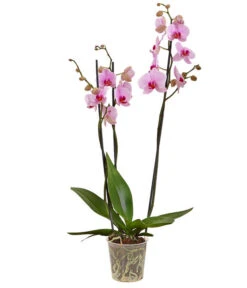 Schmetterlingsorchidee - Phalaenopsis Cultivars