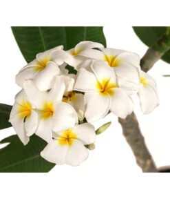 Bestseller -Günstig Gartenbedarf 8691180 WE DE 001 PlumeriaT18MixOstroFrangipani