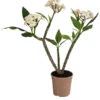 Frangipani - Plumeria Alba 2 Frangipani - Plumeria Alba -Günstig Gartenbedarf 8691180 WE FS 001 PlumeriaT18MixOstroFrangipani