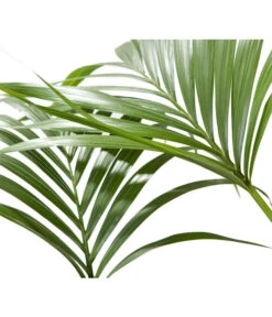 Kentiapalme - Howea Forsteriana -Günstig Gartenbedarf 8718660 BildD 001 KentiapalmeHoweaForsteriana
