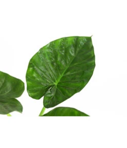 Pfeilblatt - Alocasia Macrorrhiza -Günstig Gartenbedarf 8720013 WE DE 001 AlocasiaMacrorhizzaElefantenohrDehner
