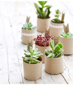 Bestseller -Günstig Gartenbedarf 8722514 PR MO 002 Sukkulenten