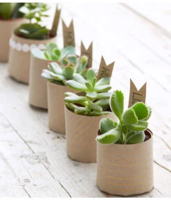 Mini Sukkulenten, Verschiedene Sorten 7 Mini Sukkulenten, Verschiedene Sorten -Günstig Gartenbedarf 8722514 PR MO 006 Sukkulenten