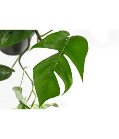 Efeutute - Epipremnum Pinnatum, Panaschiert -Günstig Gartenbedarf 8722977 WE DE 001 EpipremnumPinnatumVariegataT15