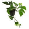 Efeutute - Epipremnum Pinnatum, Panaschiert 1 Efeutute - Epipremnum Pinnatum, Panaschiert -Günstig Gartenbedarf 8722977 WE FS 001 EpipremnumPinnatumVariegataT15