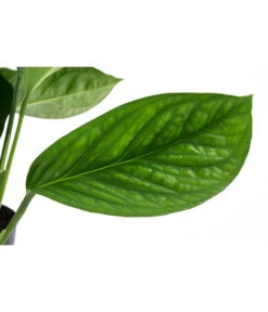 Fensterblatt - Monstera 'Pinnatipartita' -Günstig Gartenbedarf 8732679 WE DE 001 MonsteraPinnaipartitaT14