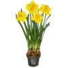 Narzisse 'Lucky Number’ Im Pottburri®-Topf -Günstig Gartenbedarf 8732703 WE FS 001 NarzissenPottburriT12
