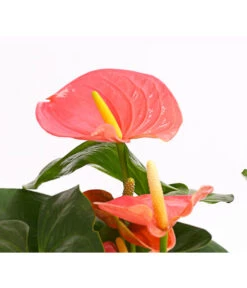 Große Flamingoblume - Anthurium Andreanum 'Adios', Verschiedene Sorten -Günstig Gartenbedarf 8736266 WE DE 001 AnthurieAnthuriumAdios5FarbmixT17DehnerExpressHerzig