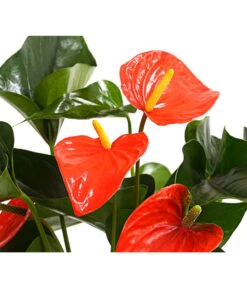 Große Flamingoblume - Anthurium Andreanum 'Adios', Verschiedene Sorten -Günstig Gartenbedarf 8736266 WE DE 002 AnthurieAnthuriumAdios5FarbmixT17DehnerExpressHerzig