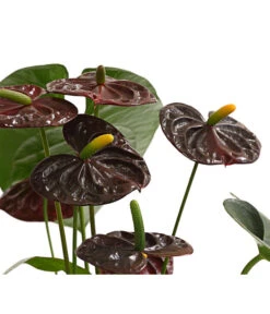 Große Flamingoblume - Anthurium Andreanum 'Adios', Verschiedene Sorten -Günstig Gartenbedarf 8736266 WE DE 003 AnthurieAnthuriumAdios5FarbmixT17DehnerExpressHerzig