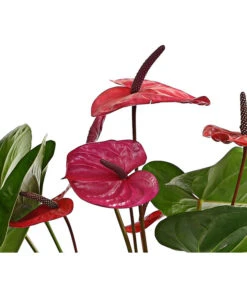Große Flamingoblume - Anthurium Andreanum 'Adios', Verschiedene Sorten -Günstig Gartenbedarf 8736266 WE DE 004 AnthurieAnthuriumAdios5FarbmixT17DehnerExpressHerzig