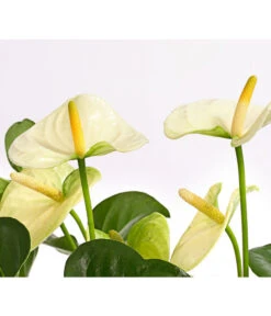 Große Flamingoblume - Anthurium Andreanum 'Adios', Verschiedene Sorten -Günstig Gartenbedarf 8736266 WE DE 005 AnthurieAnthuriumAdios5FarbmixT17DehnerExpressHerzig
