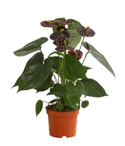 Große Flamingoblume - Anthurium Andreanum 'Adios', Verschiedene Sorten -Günstig Gartenbedarf 8736266 WE FS 003 AnthurieAnthuriumAdios5FarbmixT17DehnerExpressHerzig