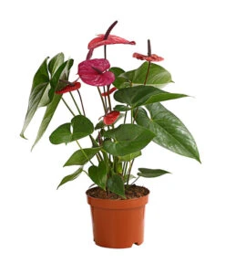 Große Flamingoblume - Anthurium Andreanum 'Adios', Verschiedene Sorten -Günstig Gartenbedarf 8736266 WE FS 004 AnthurieAnthuriumAdios5FarbmixT17DehnerExpressHerzig
