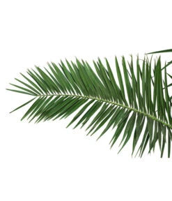 XXL Kanarische Dattelpalme, Ca. 170 Cm 7 XXL Kanarische Dattelpalme, Ca. 170 Cm -Günstig Gartenbedarf 8753063 PR DE 001 XXLKanarischeDattelpalme70L