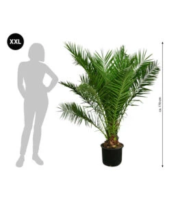 Bestseller -Günstig Gartenbedarf 8753063 WE BG 001 XXLKanarischeDattelpalme170cm
