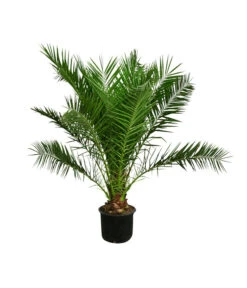 Bestseller 5 XXL Kanarische Dattelpalme, Ca. 170 Cm