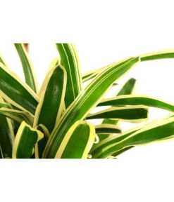 Neoregelie - Neoregelia Hybride 'Fireball' -Günstig Gartenbedarf 8755290 PR DE 001 NeoregeliaFireballvariegataT15DehnerExpressHerzig