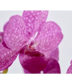 Orchidee - Vanda Cultivars 'Vanda', Im Glas -Günstig Gartenbedarf 8756199 PR DE 001 VandaKleinbluetigImGlasDehnerExpressZS