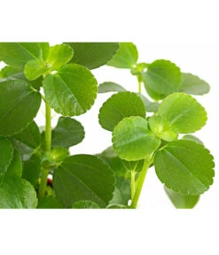 Kanonierblume - Pilea Depressa 'Sao Paulo' -Günstig Gartenbedarf 8760035 PR DE 001 PileaSaoPauloT10 5DehnerExpressHerzig