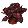 Blattbegonie - Begonia Rex-Hybride 'Inca Night' -Günstig Gartenbedarf 8761025 WE FS 001 BegoniaIncaNight Blattbegonie