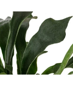 Geweihfarn - Platycerium Bifurcatum -Günstig Gartenbedarf 8764888 WE DE 002 PlatyceriumBifurcatumT12