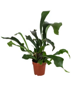 Geweihfarn - Platycerium Bifurcatum