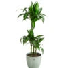 Drachenbaum - Dracaena 'Hawaiian Sunshine', In Keramik -Günstig Gartenbedarf 8765463 PR FS 001 DracaenaFragansHawaiianSunshineT21InKeramikLina