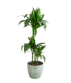 Drachenbaum - Dracaena 'Hawaiian Sunshine', In Keramik