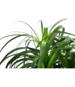 Elefantenfuß, In Seegras-Korb -Günstig Gartenbedarf 8772998 WE DE 001 BeaucarneaT24 MonatsangebotJanuar2022 DehnerExpressHerzig