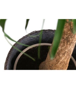 Elefantenfuß, In Seegras-Korb -Günstig Gartenbedarf 8772998 WE DE 002 BeaucarneaT24 MonatsangebotJanuar2022 DehnerExpressHerzig