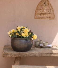 Hängebegonie 'Champagner' -Günstig Gartenbedarf 8809709 8504383 WE MO 002 HaengebegonieChampagner