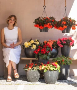 Hängebegonie 'Champagner' -Günstig Gartenbedarf 8809709 WE MO 001 HaengebegonieChampagner