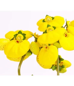 Pantoffelblume 'Calynopsis', Verschiedene Farben -Günstig Gartenbedarf 8810285 PR DE 001 CalceolariaCalynopsisPremiumPantoffelblumeT12DehnerHerzig