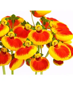 Pantoffelblume 'Calynopsis', Verschiedene Farben -Günstig Gartenbedarf 8810285 PR DE 002 CalceolariaCalynopsisPremiumPantoffelblumeT12DehnerHerzig