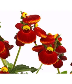 Pantoffelblume 'Calynopsis', Verschiedene Farben -Günstig Gartenbedarf 8810285 PR DE 003 CalceolariaCalynopsisPremiumPantoffelblumeT12DehnerHerzig