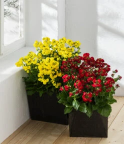 Pantoffelblume 'Calynopsis', Verschiedene Farben -Günstig Gartenbedarf 8810285 WE MO 001 CalceolariaCalynopsisPantoffelblume content 2022