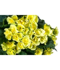 Wandhänger Mit Hängebegonien, Verschiedene Sorten -Günstig Gartenbedarf 8810988 WE DE 001 HaengebegonieWandhaengergelb