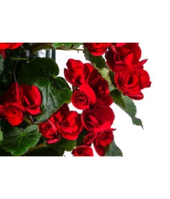 Wandhänger Mit Hängebegonien, Verschiedene Sorten -Günstig Gartenbedarf 8810988 WE DE 001 HaengebegonieWandhaengerrot