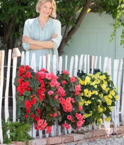 Wandhänger Mit Hängebegonien, Verschiedene Sorten -Günstig Gartenbedarf 8810988 WE MO 001 BegoniaWandhaenger